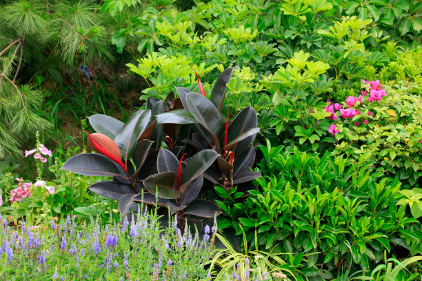 balata and Schefflera in a park