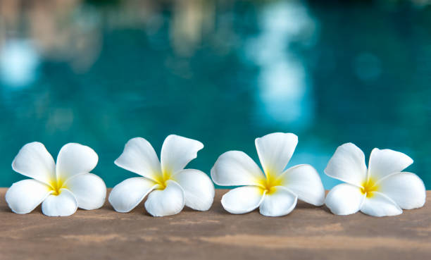 Tropical frangipani white flower near the swimming pool, flower spa. Copy space.