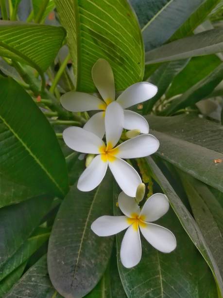 Gardenia taitensis with Green leaves.